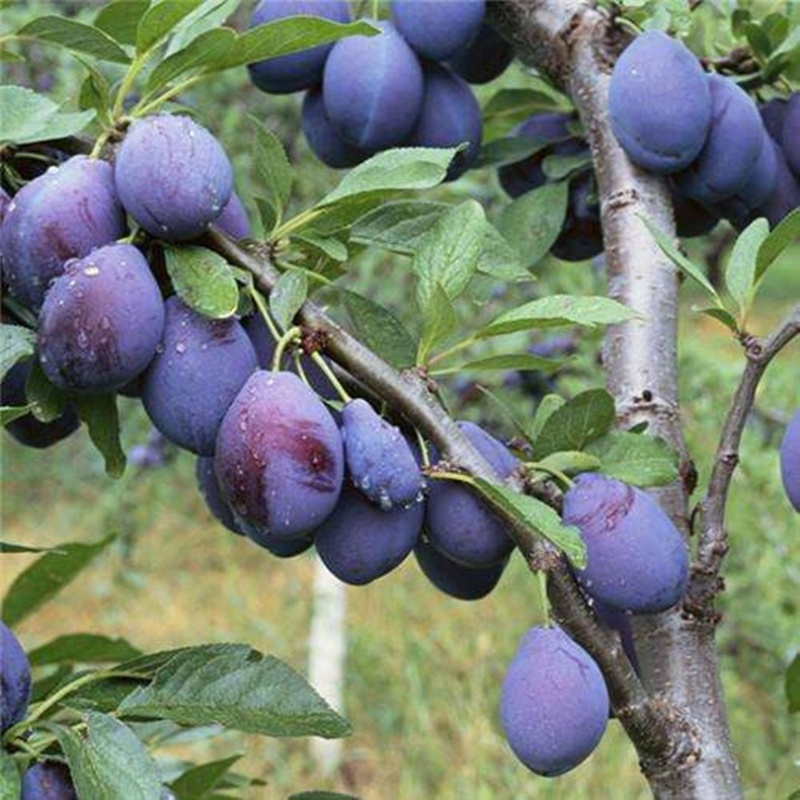 自家苗圃西梅李李子苗，糖份可达24个以上，栽植第三年挂果