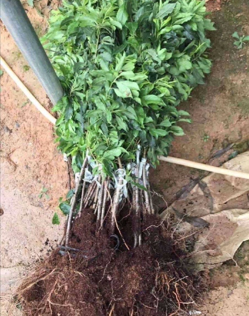 自家苗圃西梅李李子苗，糖份可达24个以上，栽植第三年挂果