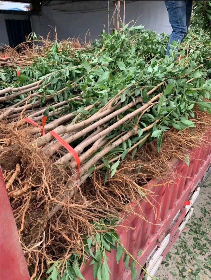 自家苗圃西梅李李子苗，糖份可达24个以上，栽植第三年挂果
