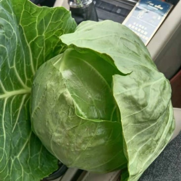 甘蓝