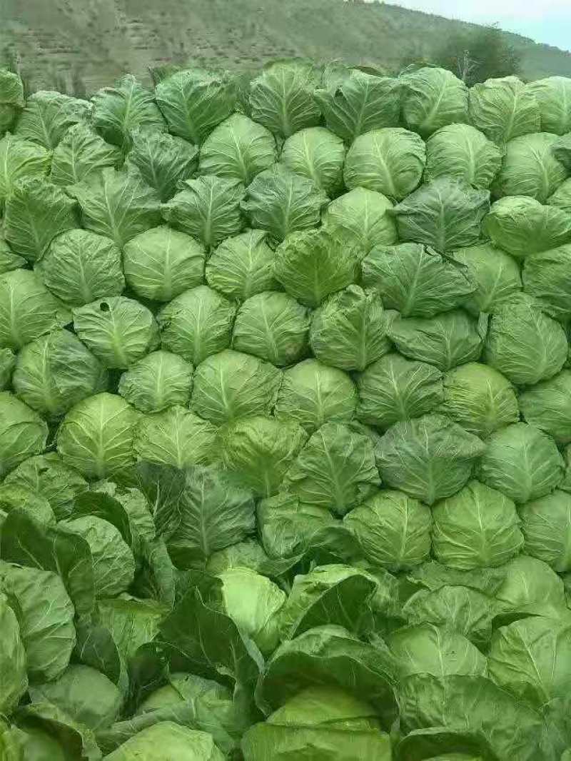 甘蓝