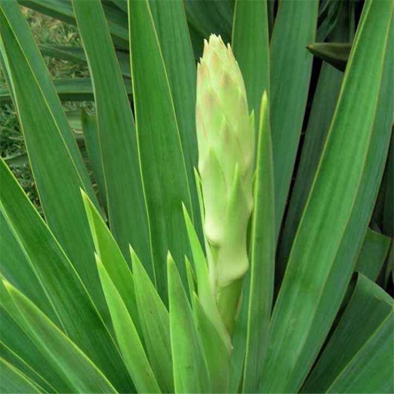 剑麻种子凤尾兰种子菠萝花种子四季常青优质植物种子