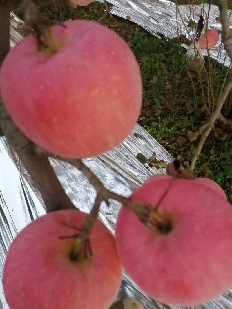 陕西咸阳礼泉县纸袋红富士，双节前大量供应，各大平台，批发商