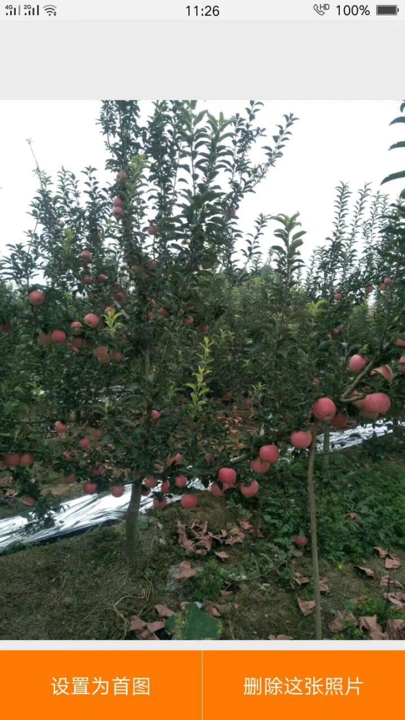 陕西秦艳苹果大量上市，欢迎新老客户光临选购，确保客户满意