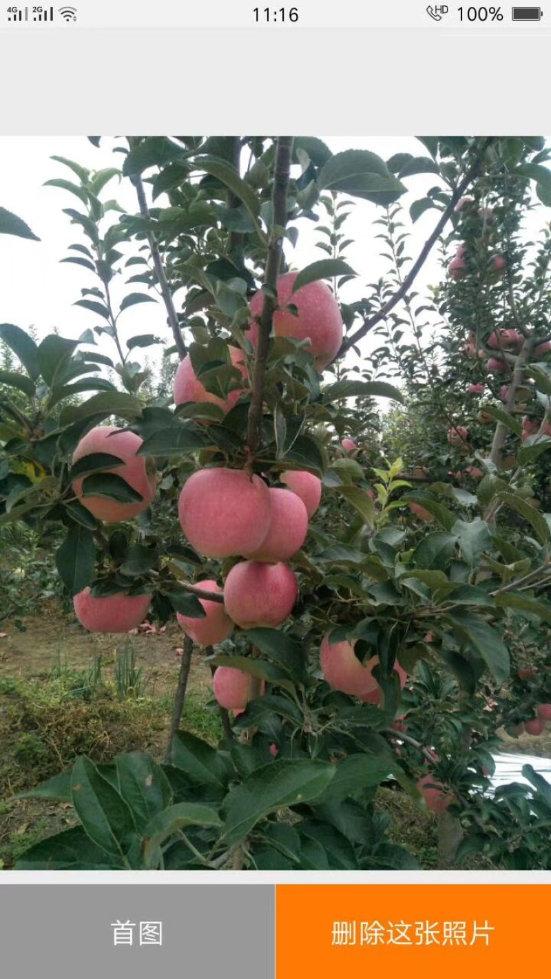 陕西秦艳苹果大量上市，欢迎新老客户光临选购，确保客户满意