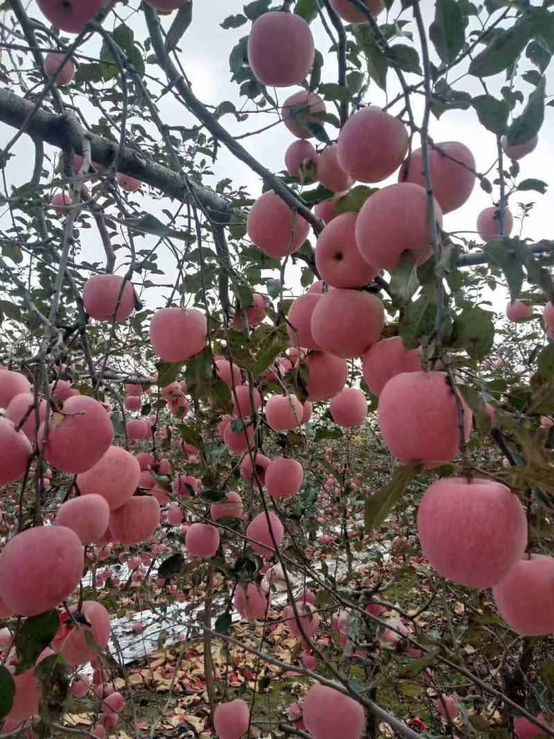 陕西咸阳礼泉县纸袋红富士，双节前大量供应，各大平台，批发商
