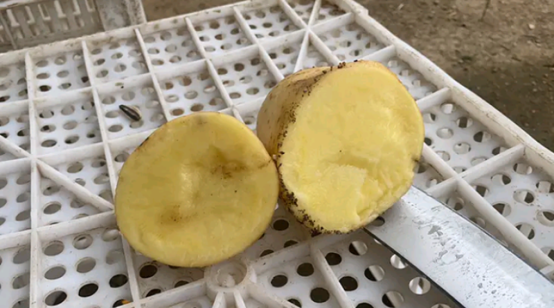 （今日推荐）希森土豆一手货源、颜色薯型漂亮、大量供应