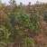 娜塔栎/娜塔栎种苗/苗木种苗/栎树苗/林木树苗/种苗