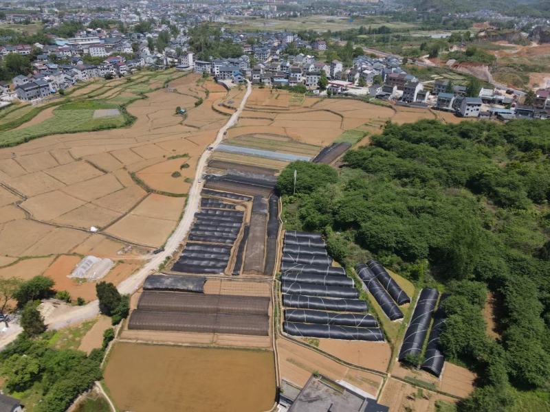 湘蕾五号金银花苗、根糸发大，产前产后提供技术，一年结花。