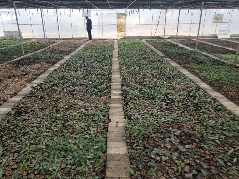 湘蕾五号金银花苗、根糸发大，产前产后提供技术，一年结花。