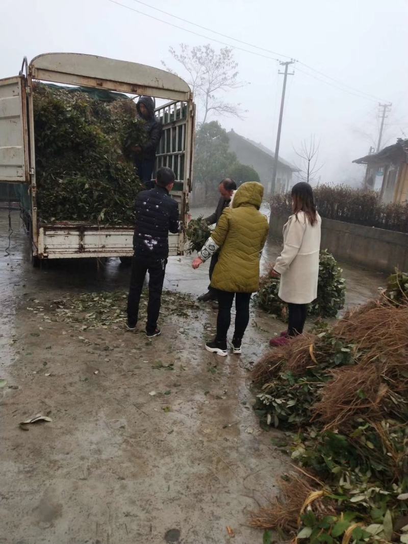 湘蕾五号金银花苗、根糸发大，产前产后提供技术，一年结花。