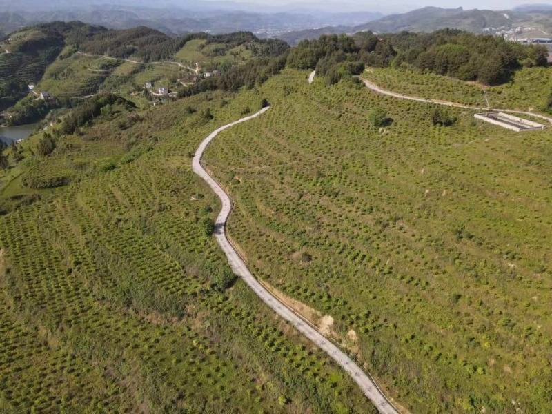 湘蕾五号金银花苗、根糸发大，产前产后提供技术，一年结花。
