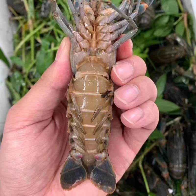 龙虾