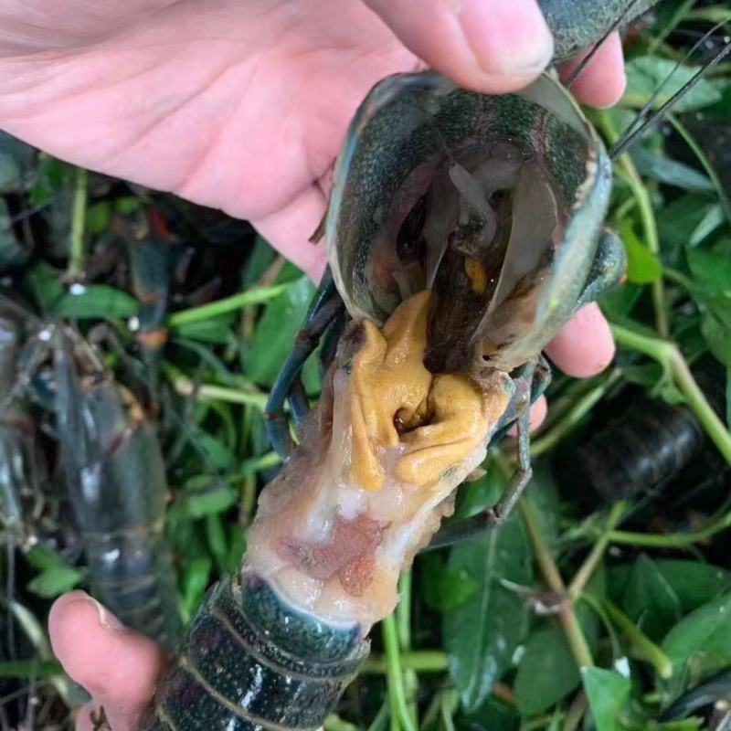 龙虾