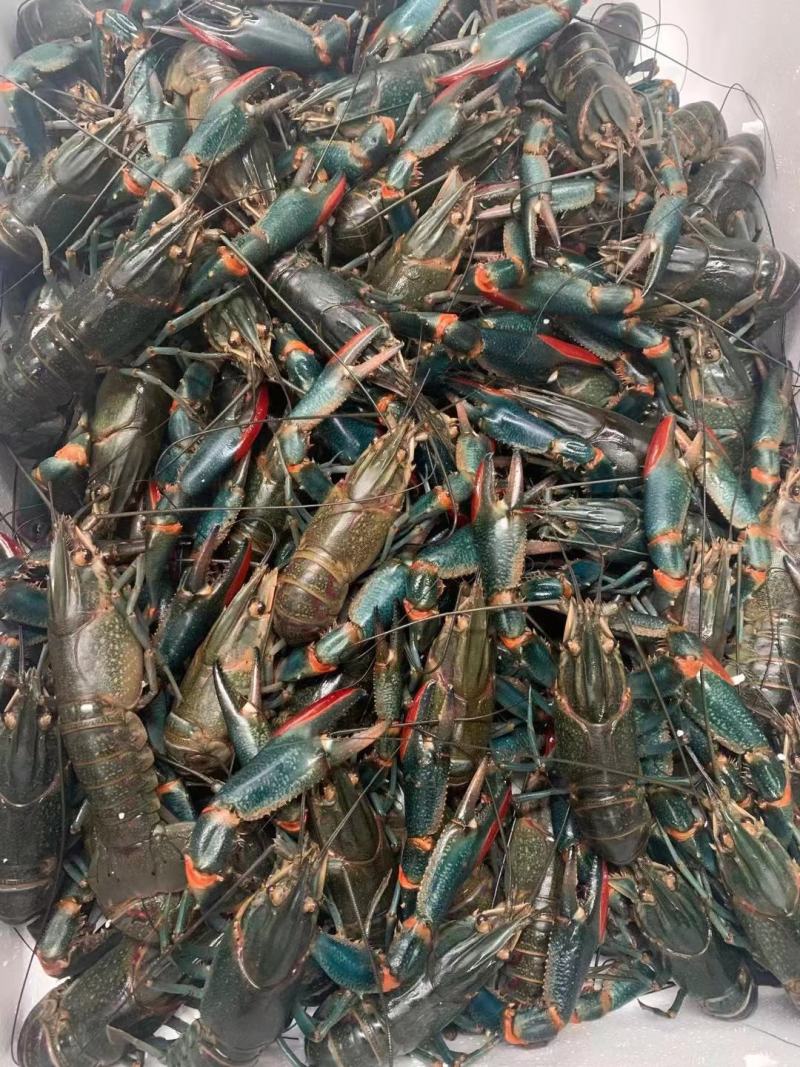 龙虾