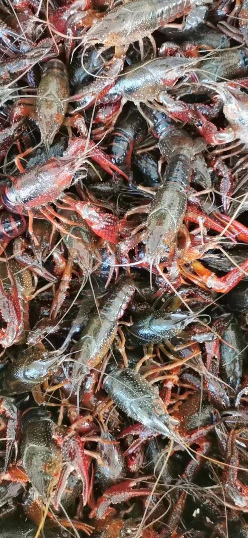 龙虾