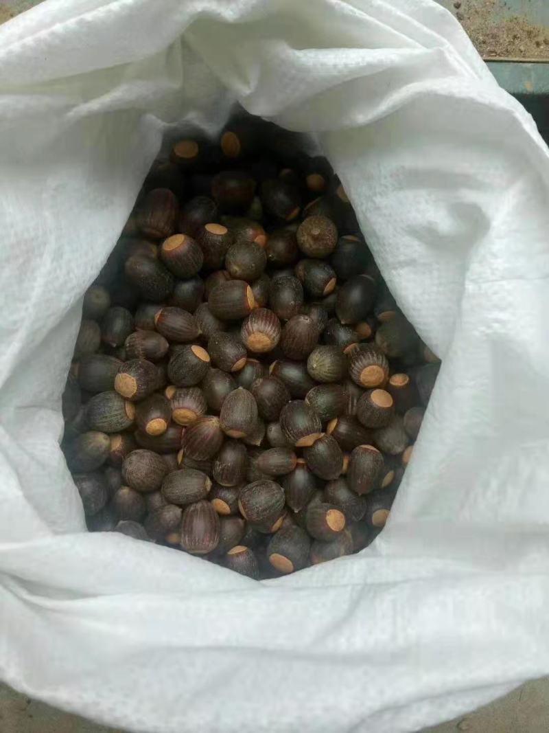 娜塔栎树/娜塔栎树苗/栎树苗/绿化林木