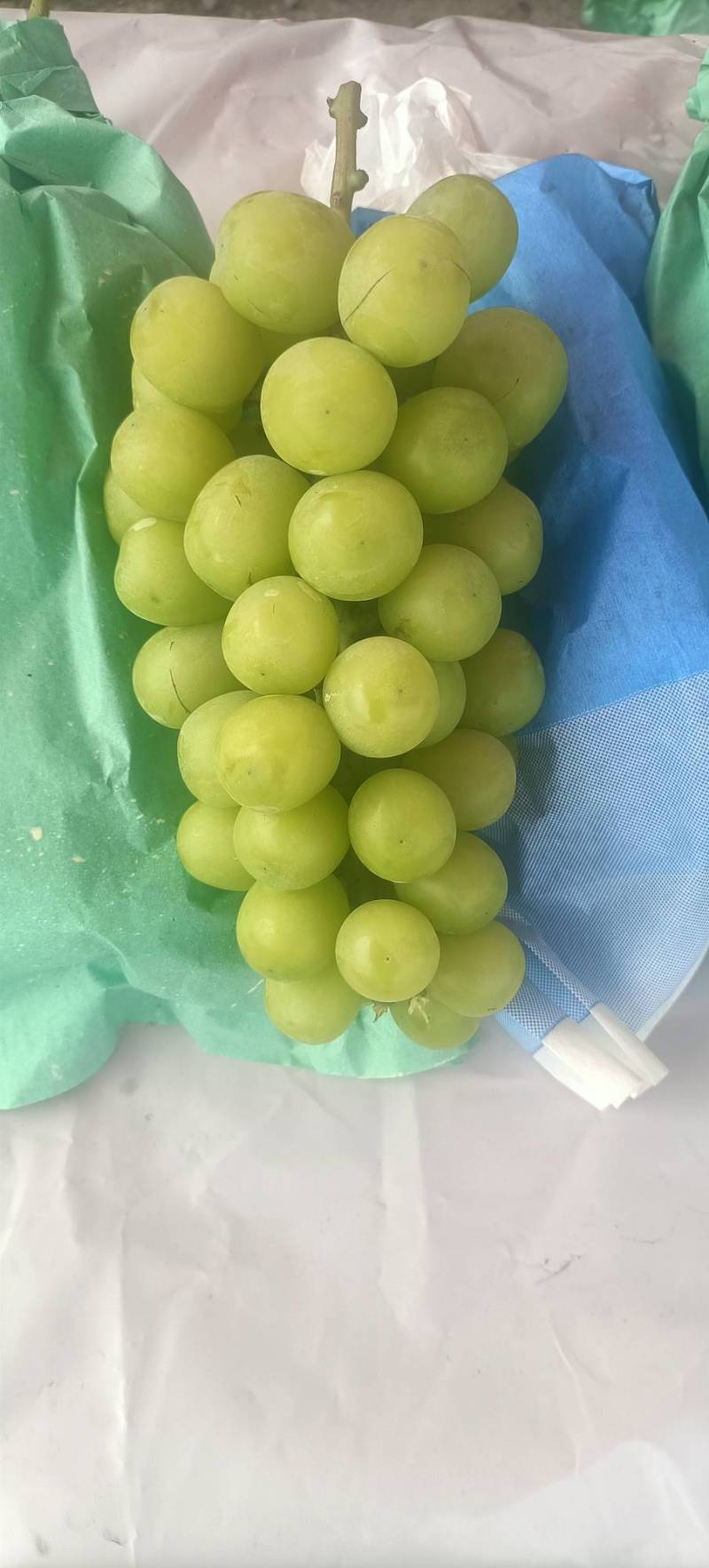 阳光玫瑰，大量上市了，有需要的老板可以过来洽谈了。
