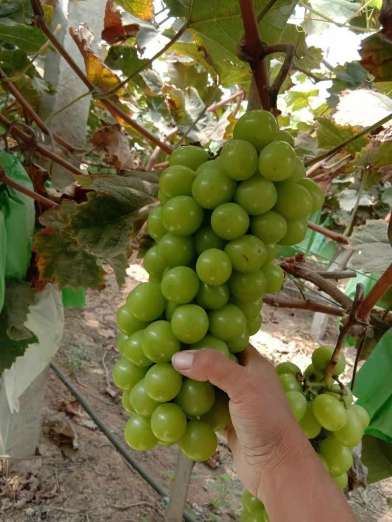 阳光玫瑰上市了量大质优