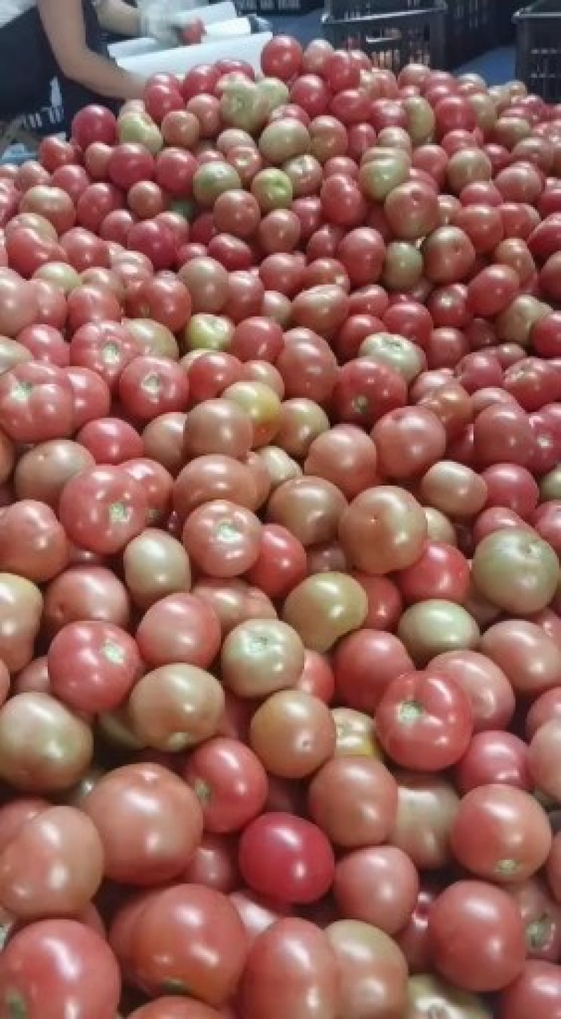 景泰陆地精品硬粉西红柿二层果大量上市