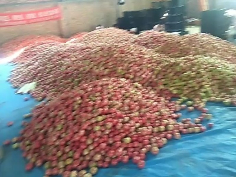 景泰陆地精品硬粉西红柿二层果大量上市