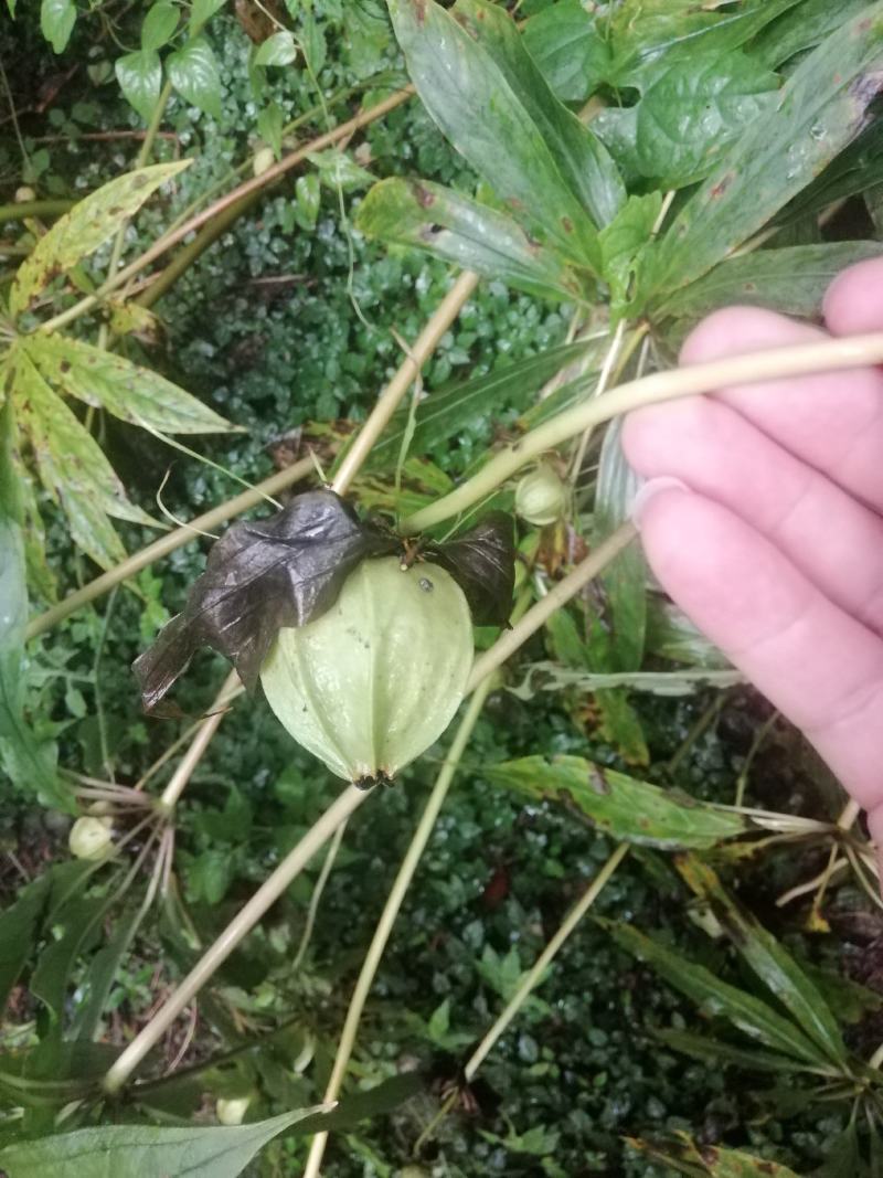 高杆华重楼种子（野生苗移植，成活率高