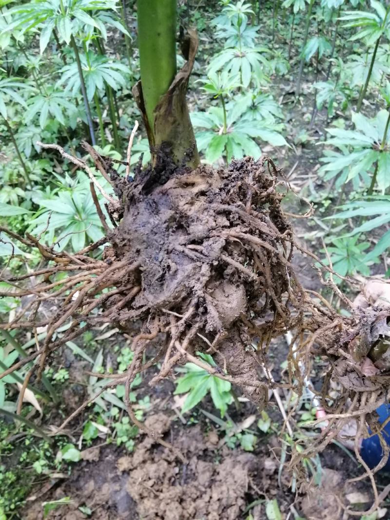 高杆华重楼种子（野生苗移植，成活率高