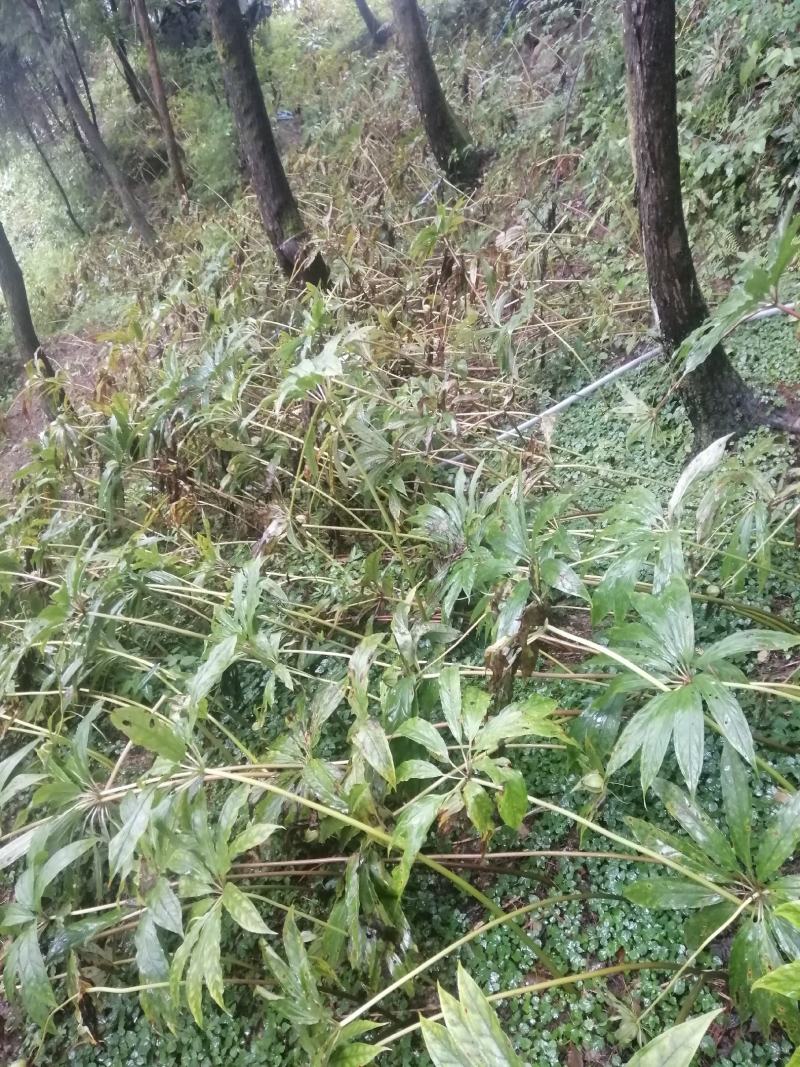 高杆华重楼种子（野生苗移植，成活率高