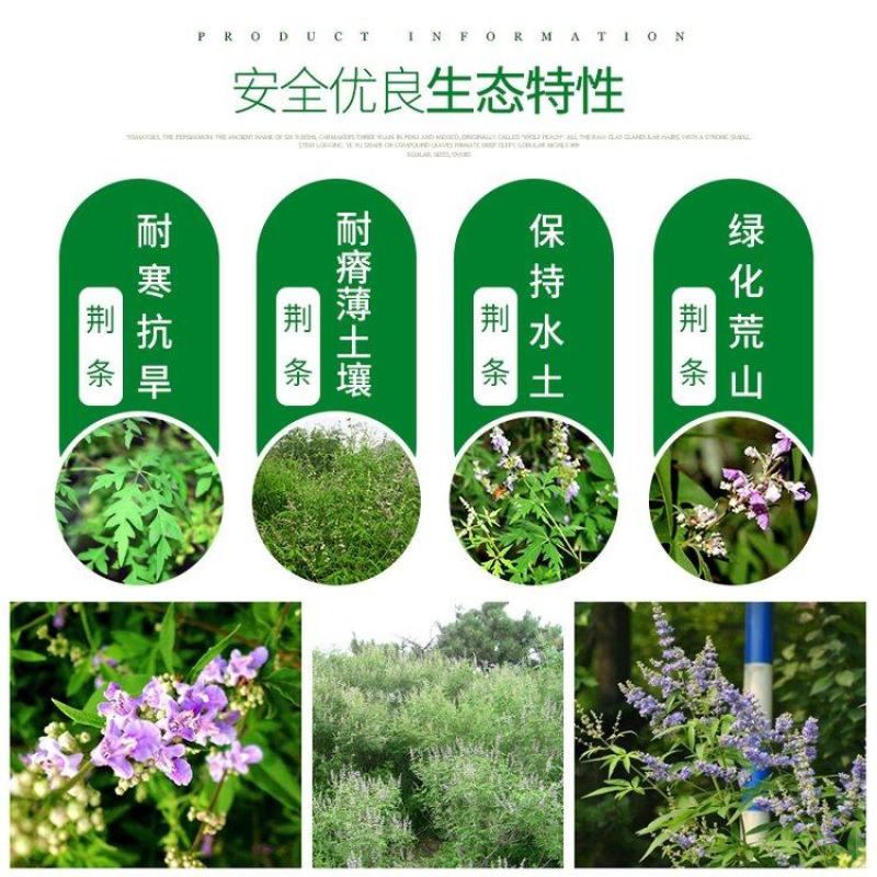 荆条种子黄荆种子护坡灌木种子实体经营质量保证全国发货