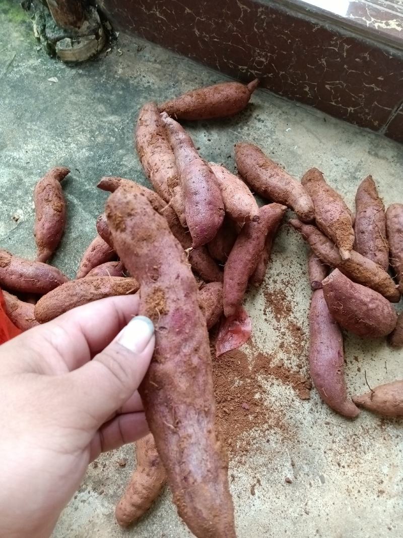紫罗兰紫薯大量供应