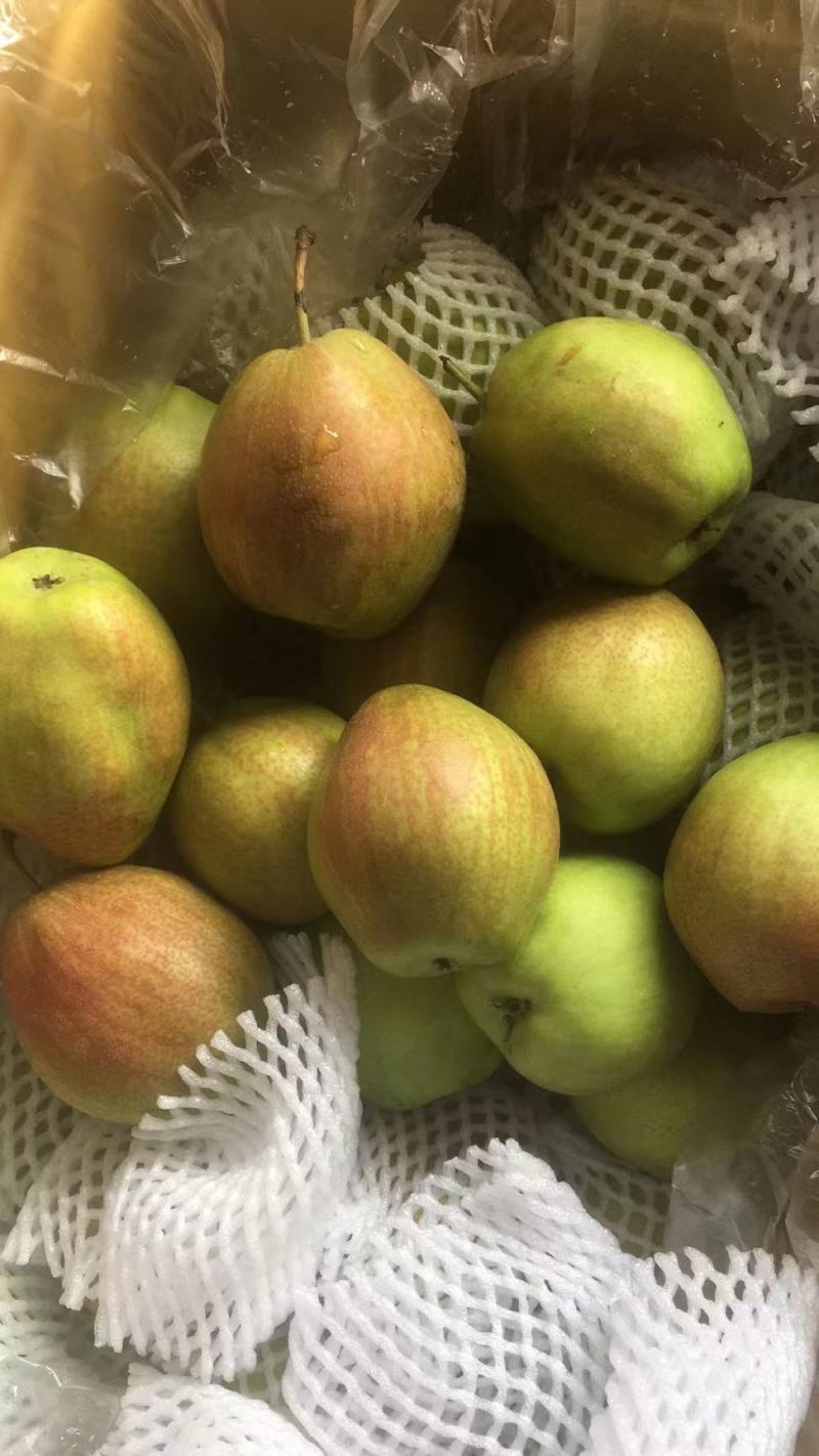 香梨