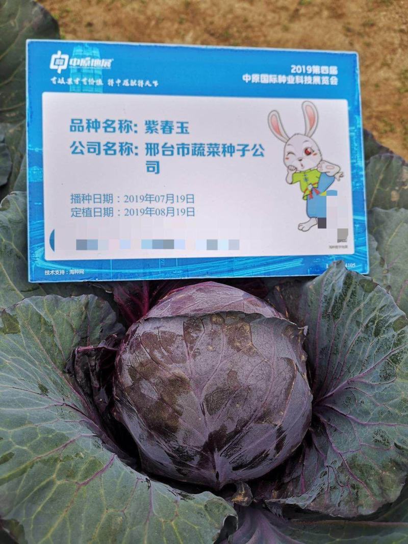 意大利进口紫甘蓝种子紫春玉圆球形甘蓝春秋，收获期长