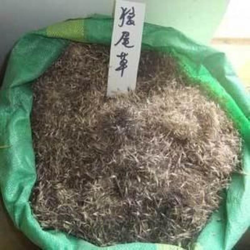 护坡草种子观赏狼尾草种子狗尾巴草种子猫尾巴草种子四季易种