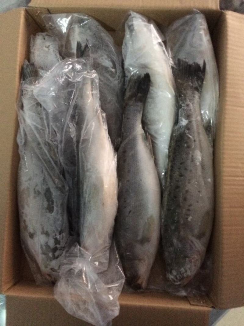 海鲈鱼厂家直销，质量很好