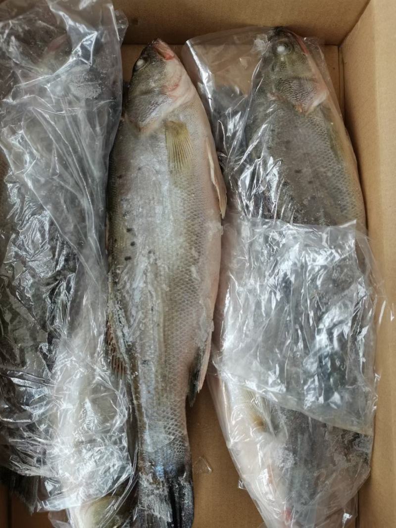 海鲈鱼厂家直销，质量很好