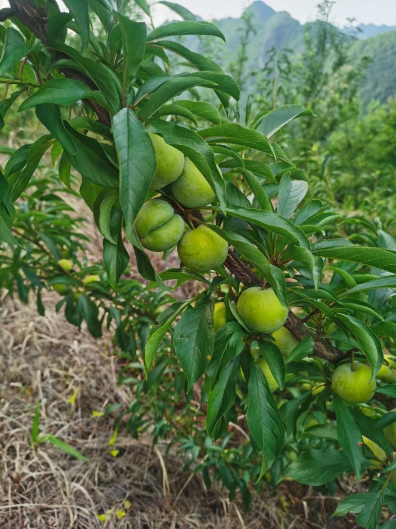 蜂糖李子苗，口感脆甜，丰产性强。基地直销，品种纯正