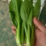 【热销】精品一级小油菜小青菜基地直销全国发货