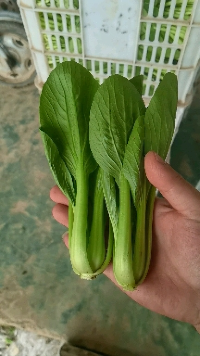 【热销】精品一级小油菜小青菜基地直销全国发货