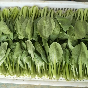 【热销】精品一级小油菜小青菜基地直销全国发货