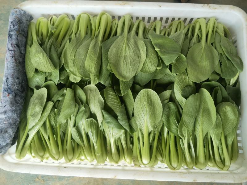 【热销】精品一级小油菜小青菜基地直销全国发货