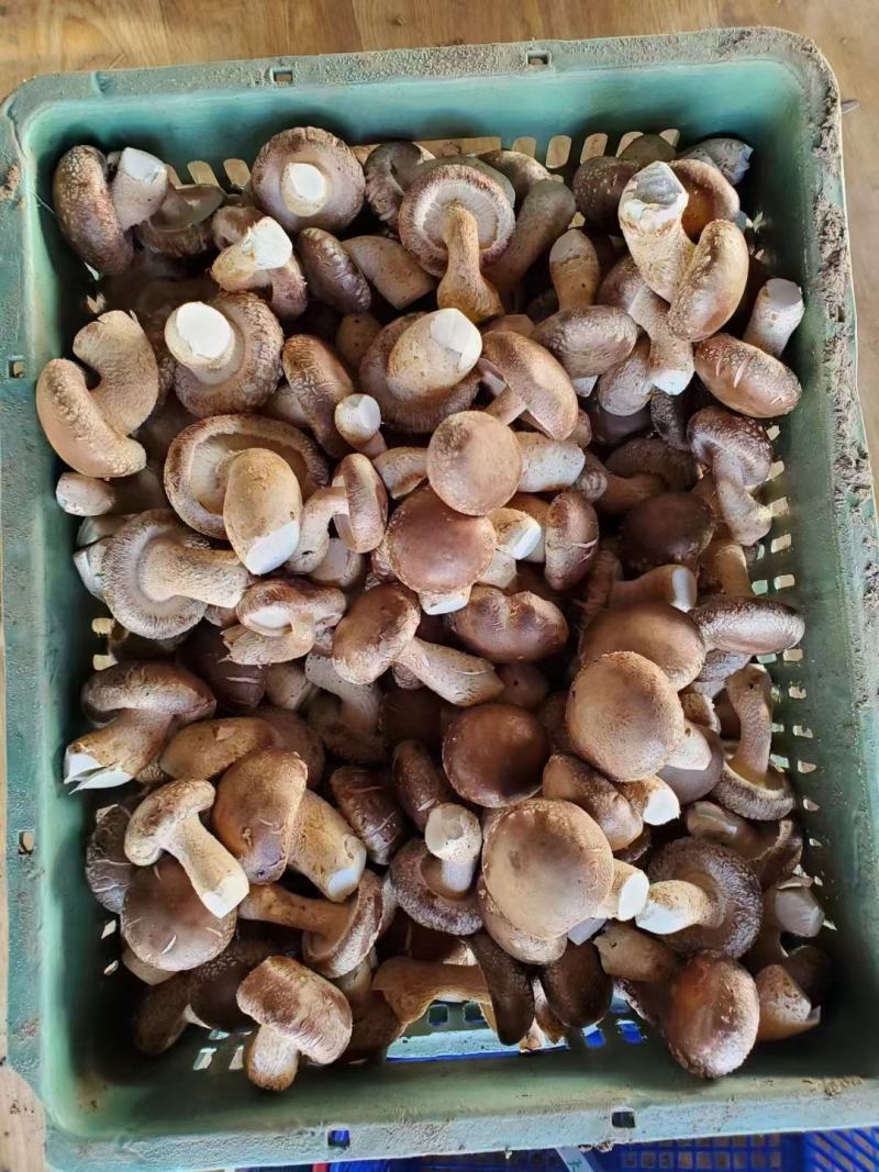 香菇（花姑，白面姑，次菇）