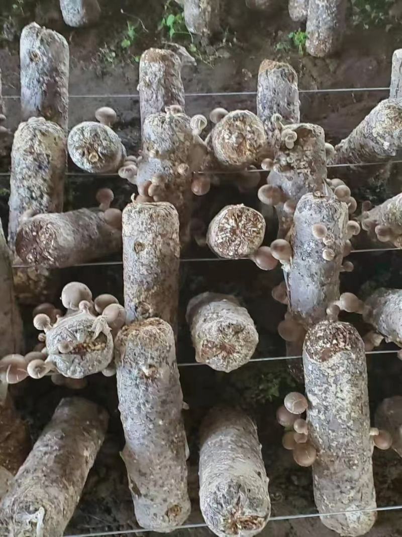 香菇（花姑，白面姑，次菇）