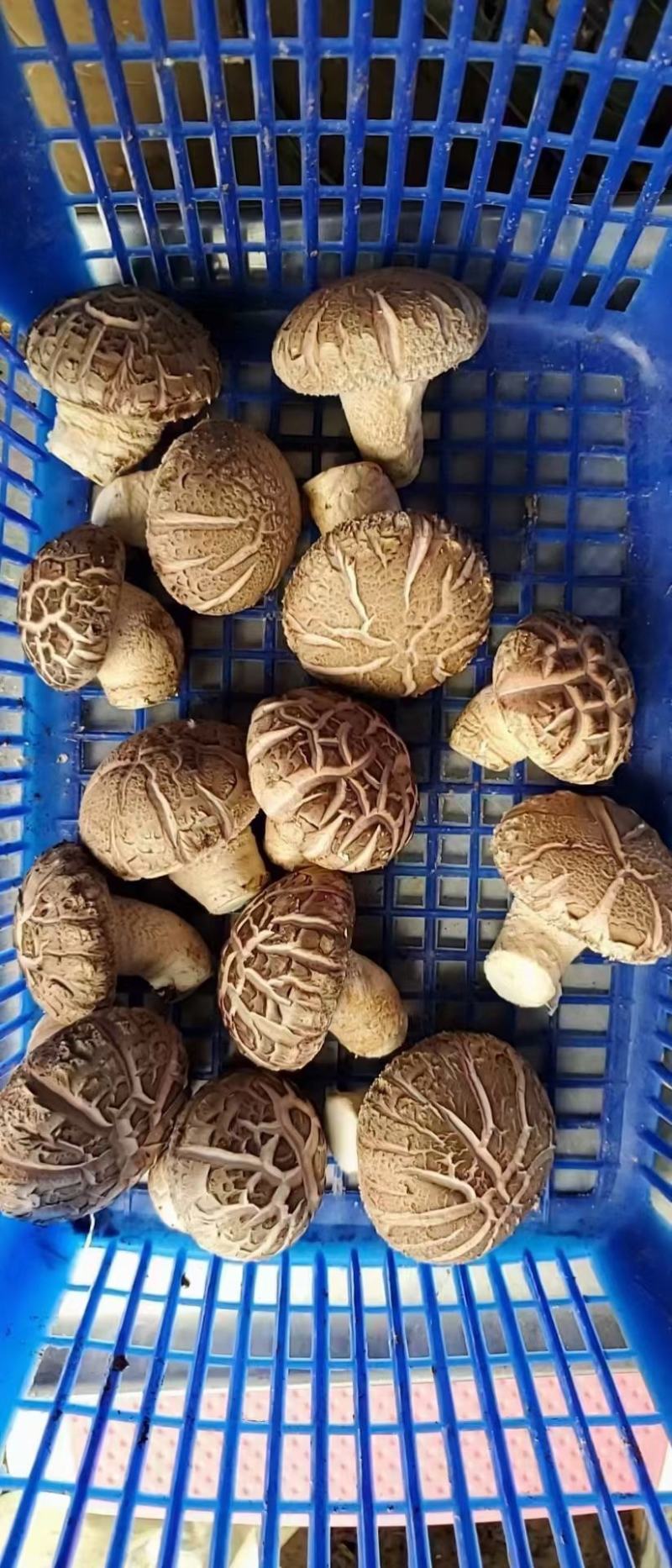 香菇（花姑，白面姑，次菇）