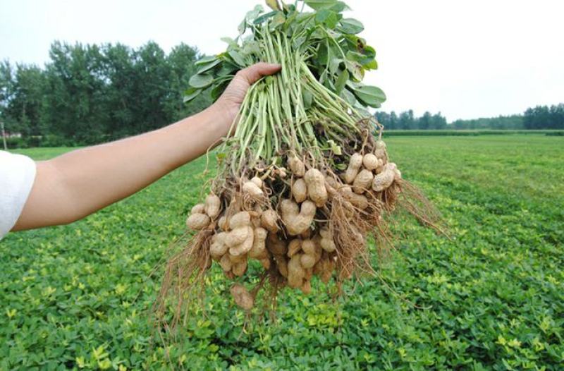 新鲜带壳大白沙花生，一家种植，一级货源，大量供应