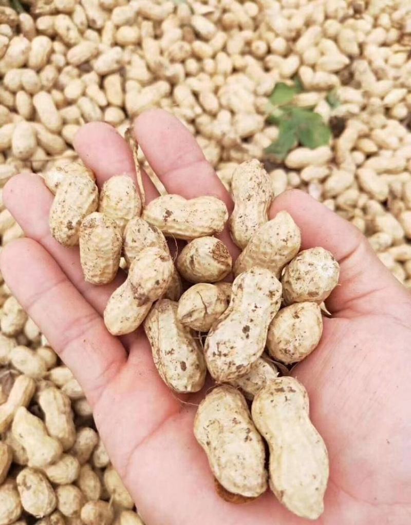 新鲜带壳大白沙花生，一家种植，一级货源，大量供应