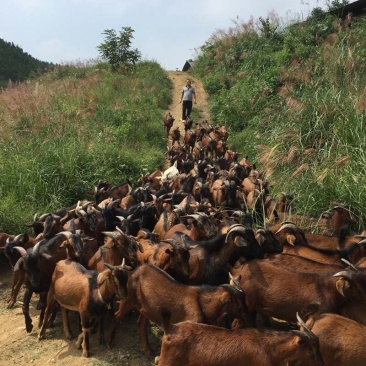 南江县黄羊农民散养黄羊