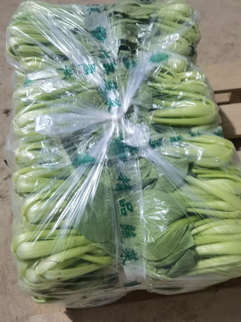 【热销】精品一级小油菜小青菜基地直销全国发货