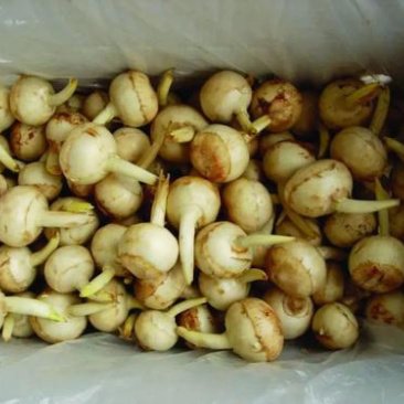 慈菇