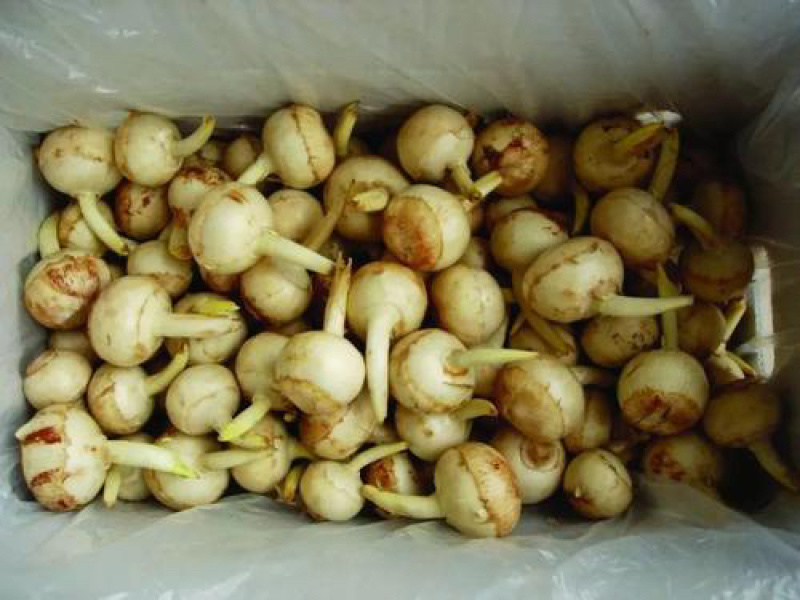 慈菇