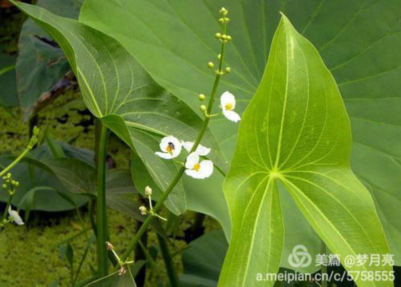 慈菇